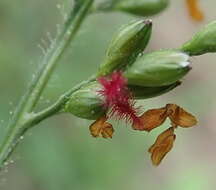 Imagem de Panicum deustum Thunb.