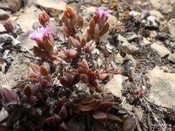 Imagem de Delosperma mariae L. Bol.