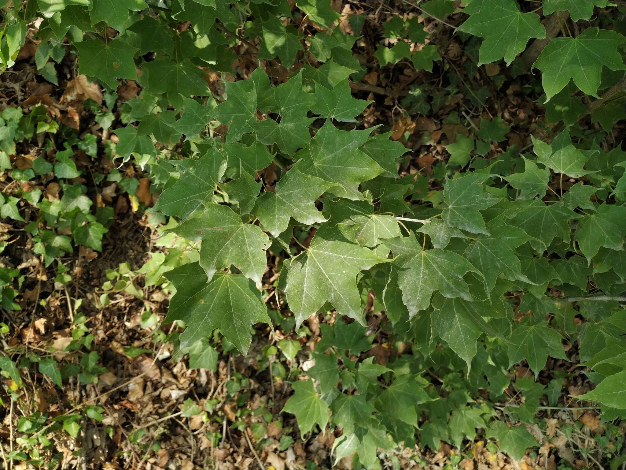 Plancia ëd Acer cappadocicum subsp. cappadocicum