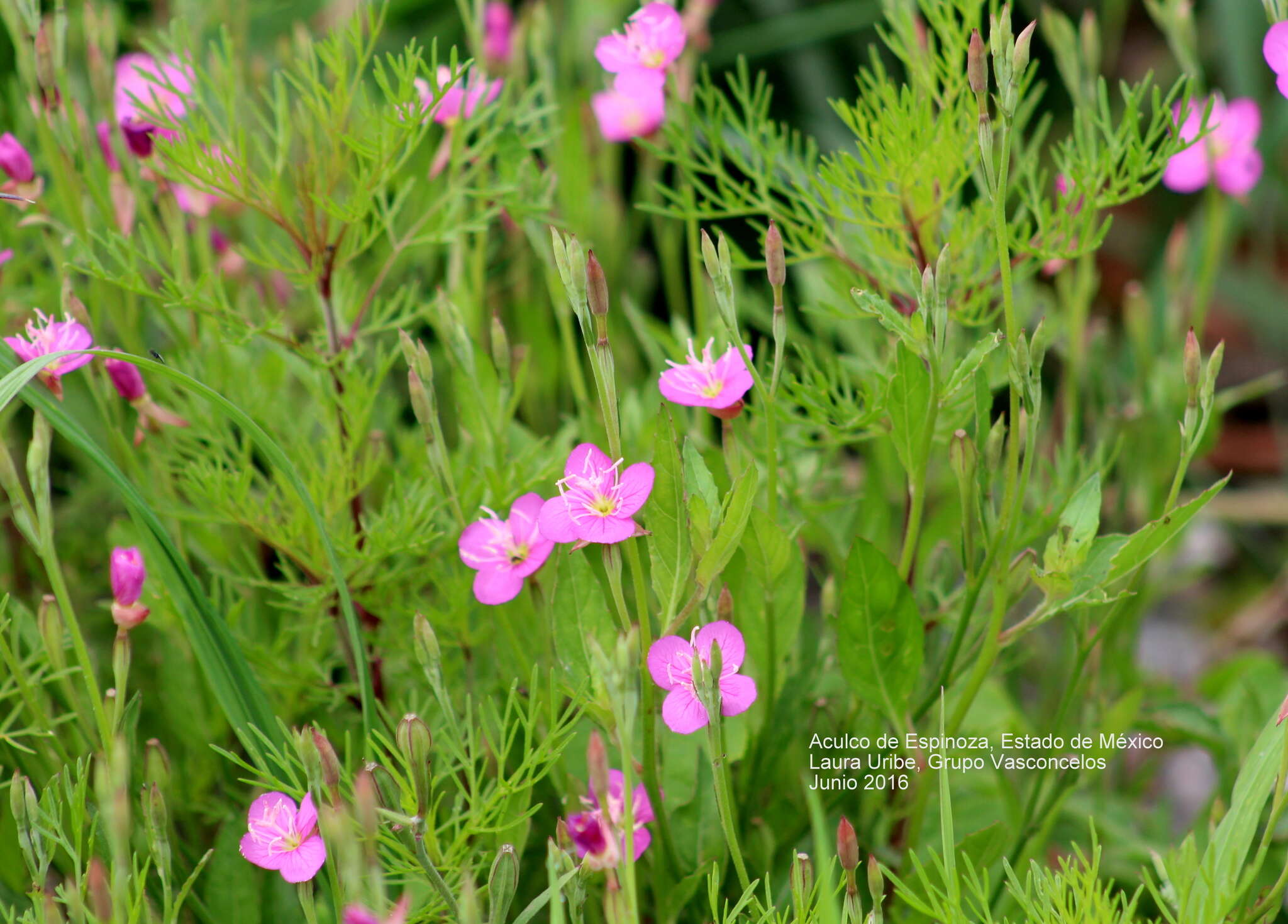 Image of rose evening primrose