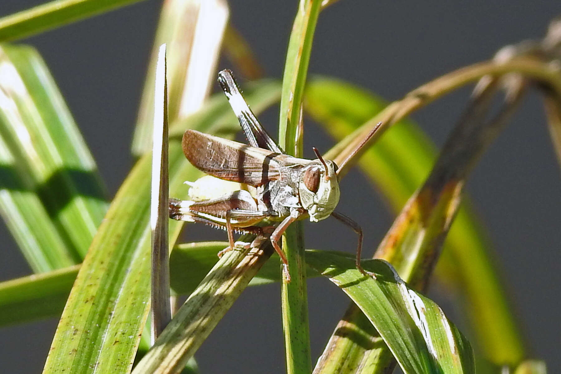 Caledia captiva (Fabricius 1775)的圖片