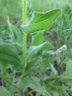 Sivun Rudbeckia hirta var. pulcherrima Farw. kuva