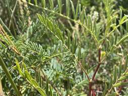 Image de Astragalus bisulcatus var. haydenianus (A. Gray) Barneby