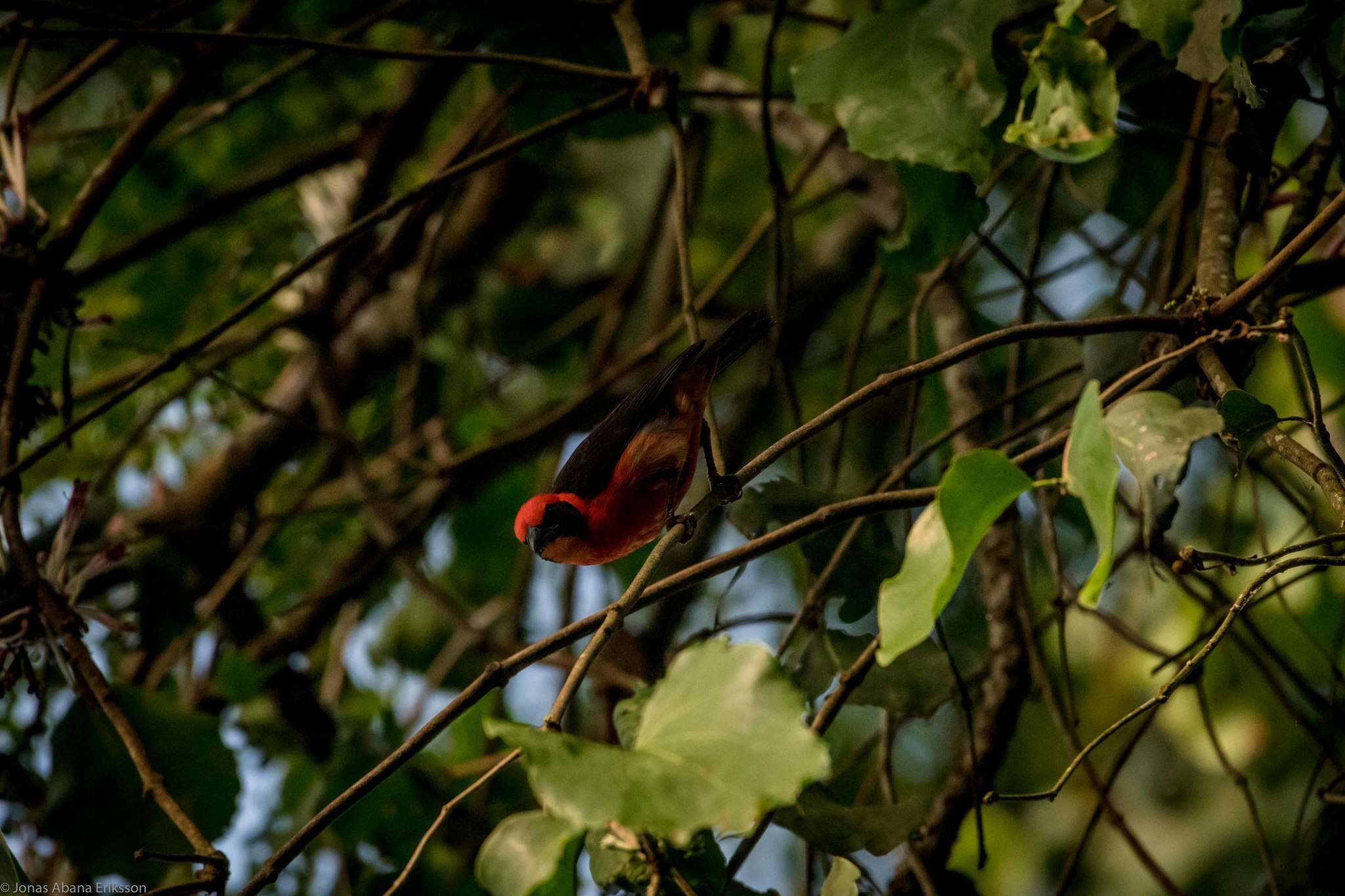 Слика од Malimbus erythrogaster Reichenow 1893