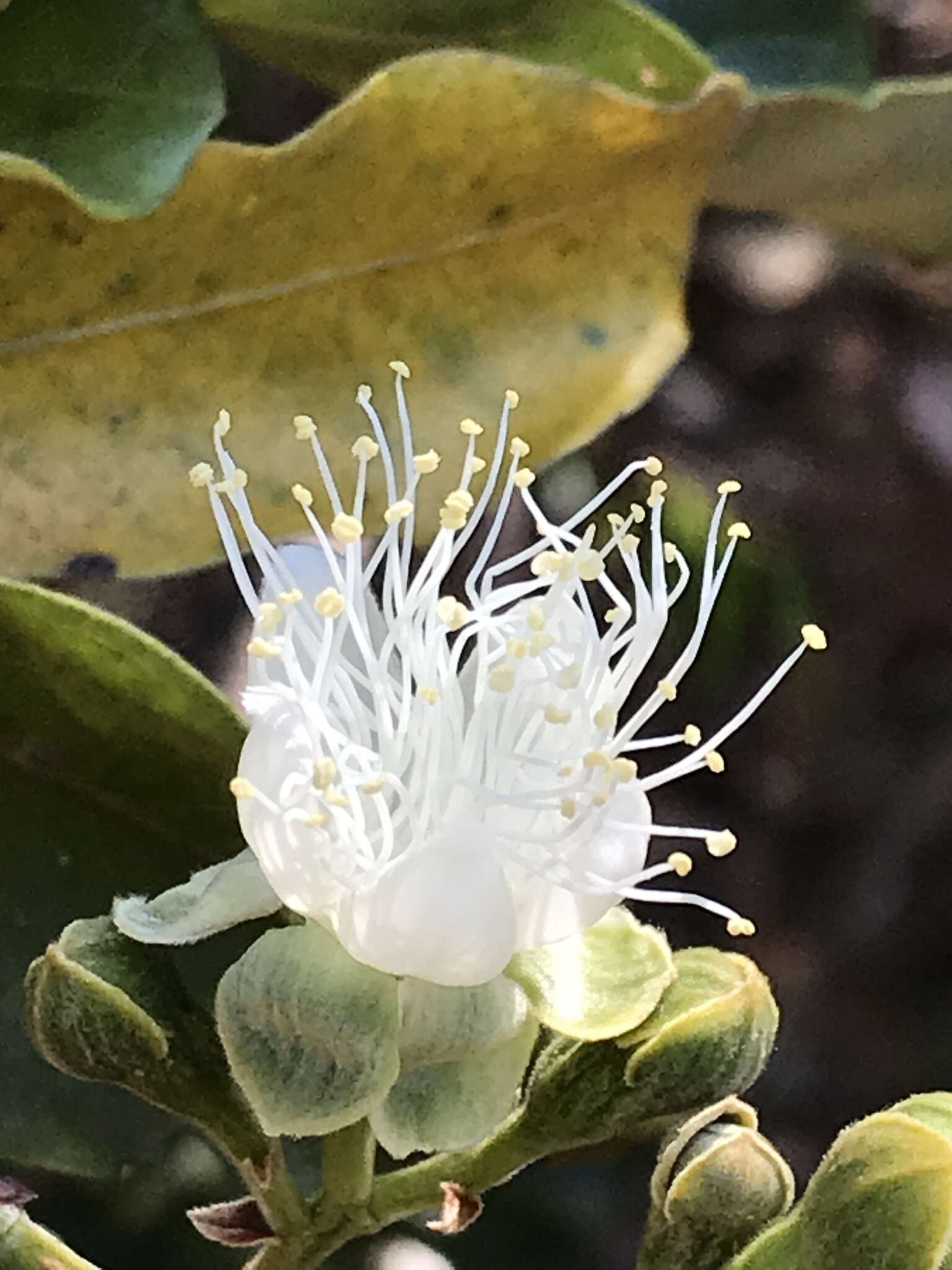 Plancia ëd Couepia grandiflora (Mart. & Zucc.) Benth. ex Hook. fil.