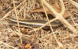 Image of Northern Spotted Skink