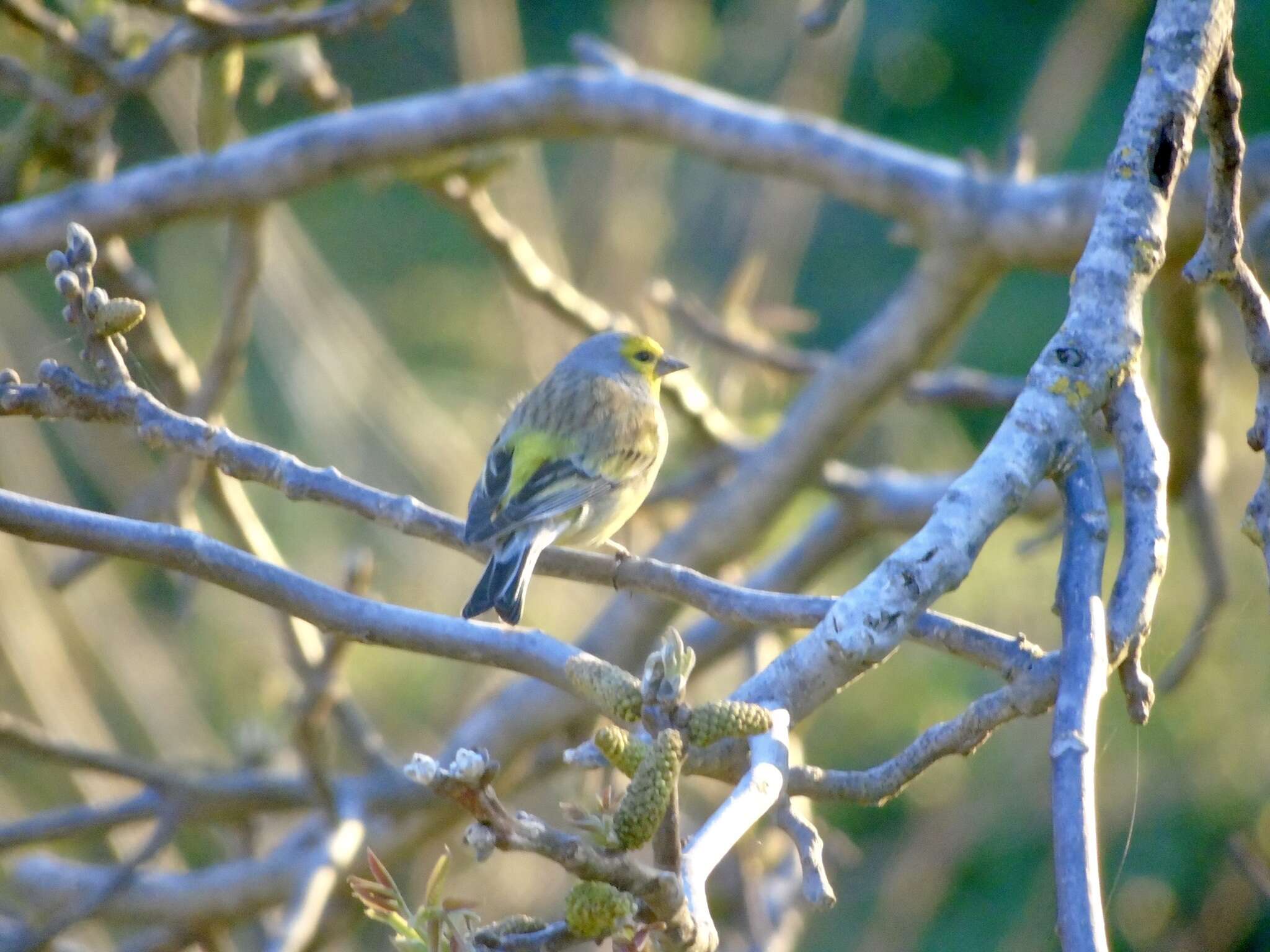 Carduelis corsicana (Koenig & AF 1899)的圖片