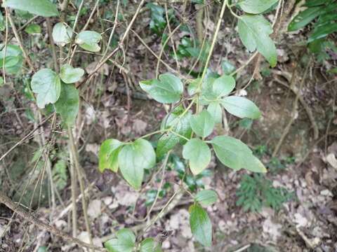 Image of Clematis formosana Kuntze