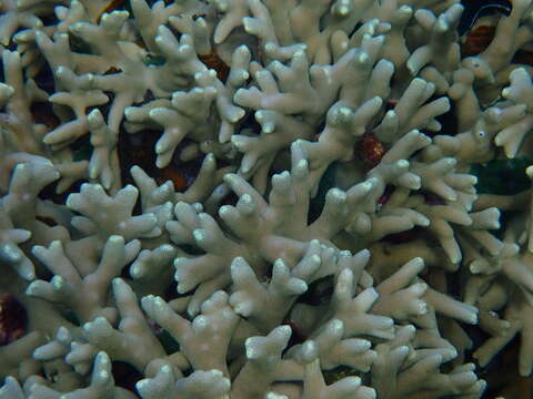Image of Stony coral
