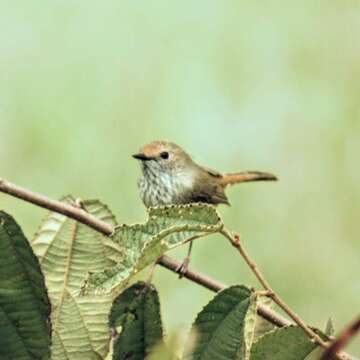 Image of Brown Thornbill