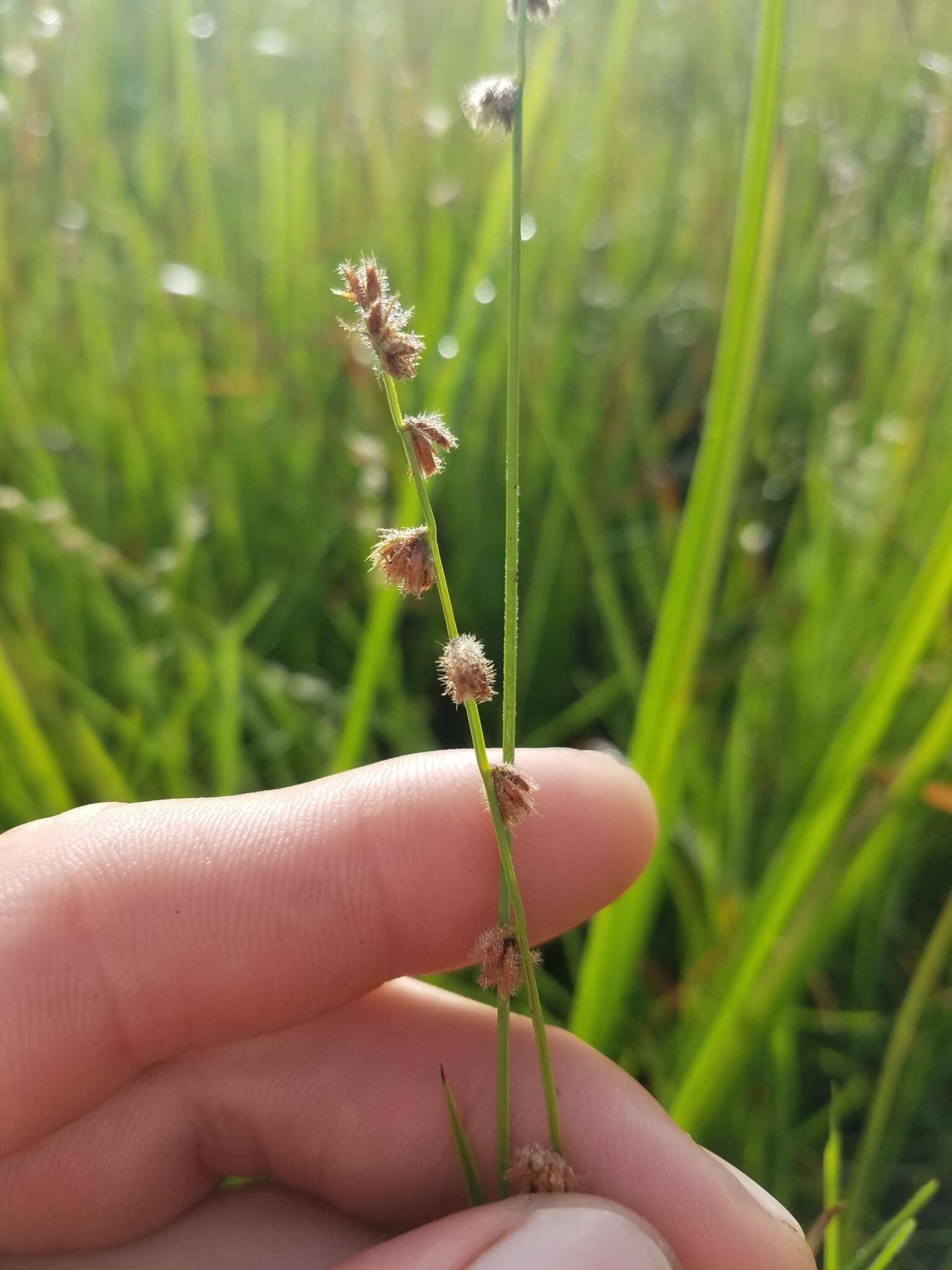 Image of River-Swamp Nut-Rush