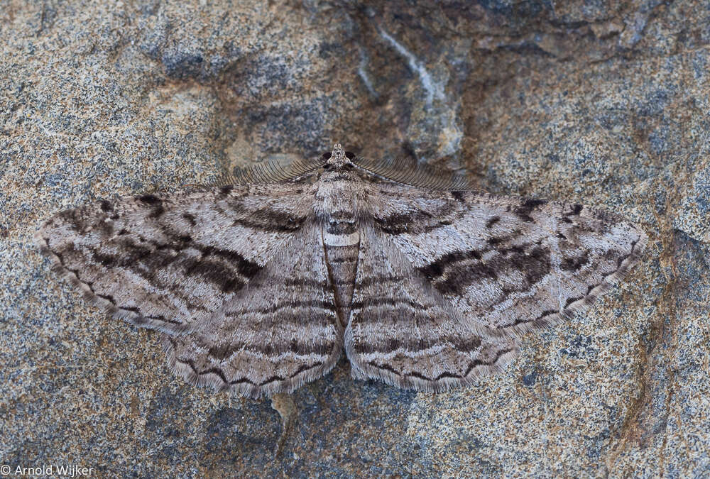 Imagem de Peribatodes correptaria Zeller 1847