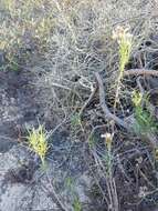 Image of dune ragwort