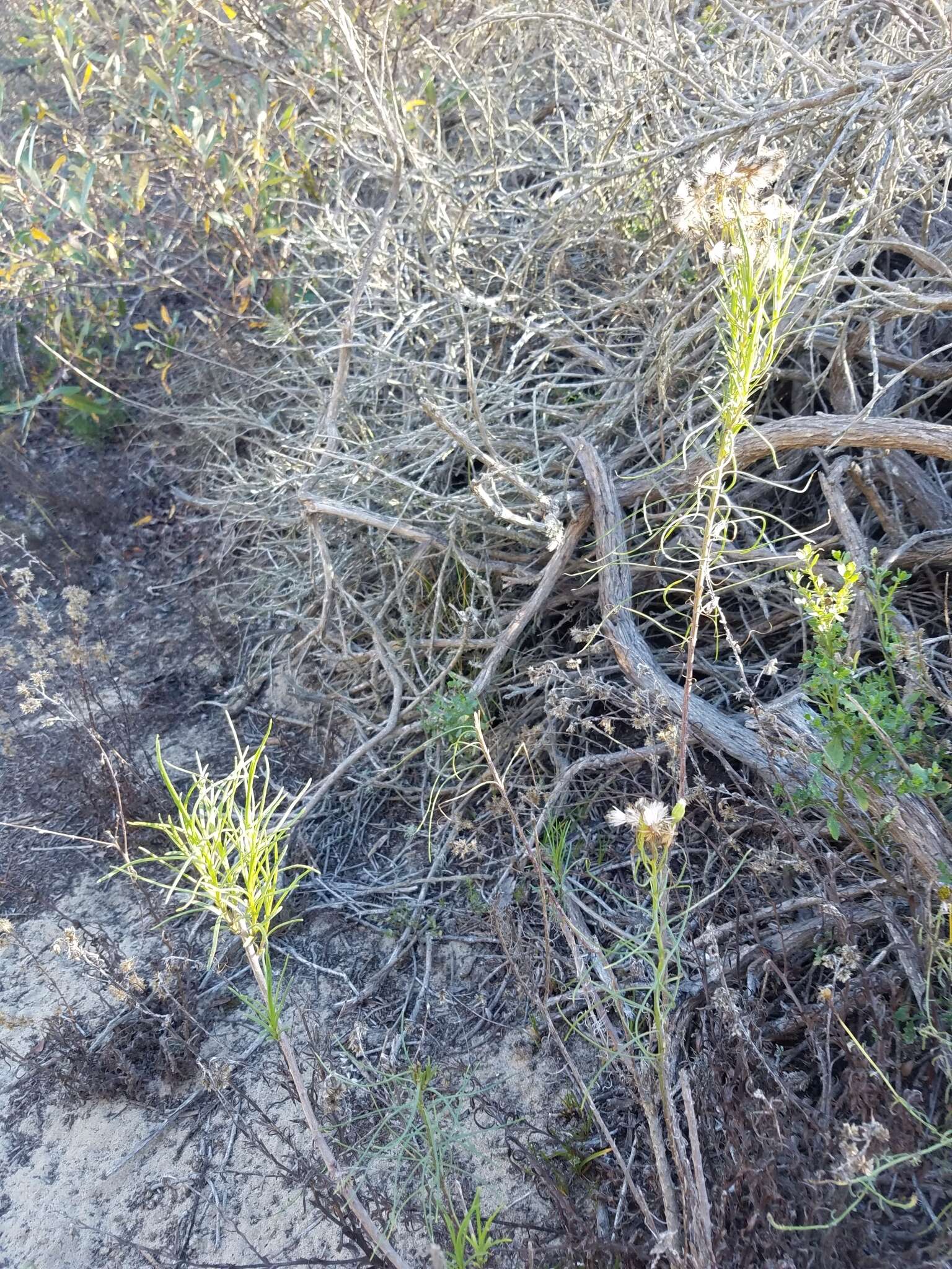 Image of dune ragwort