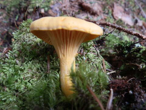 Image of Cantharellus enelensis Voitk, Thorn, Lebeuf & J. I. Kim 2017