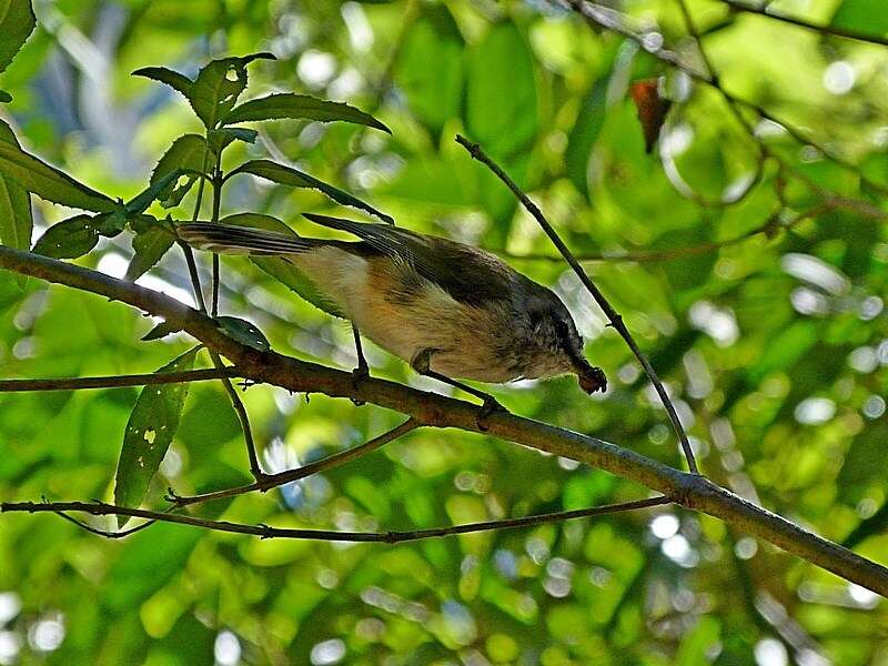 Image of Brown Gerygone