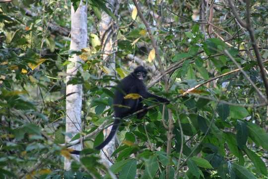 Image of Banded Langur