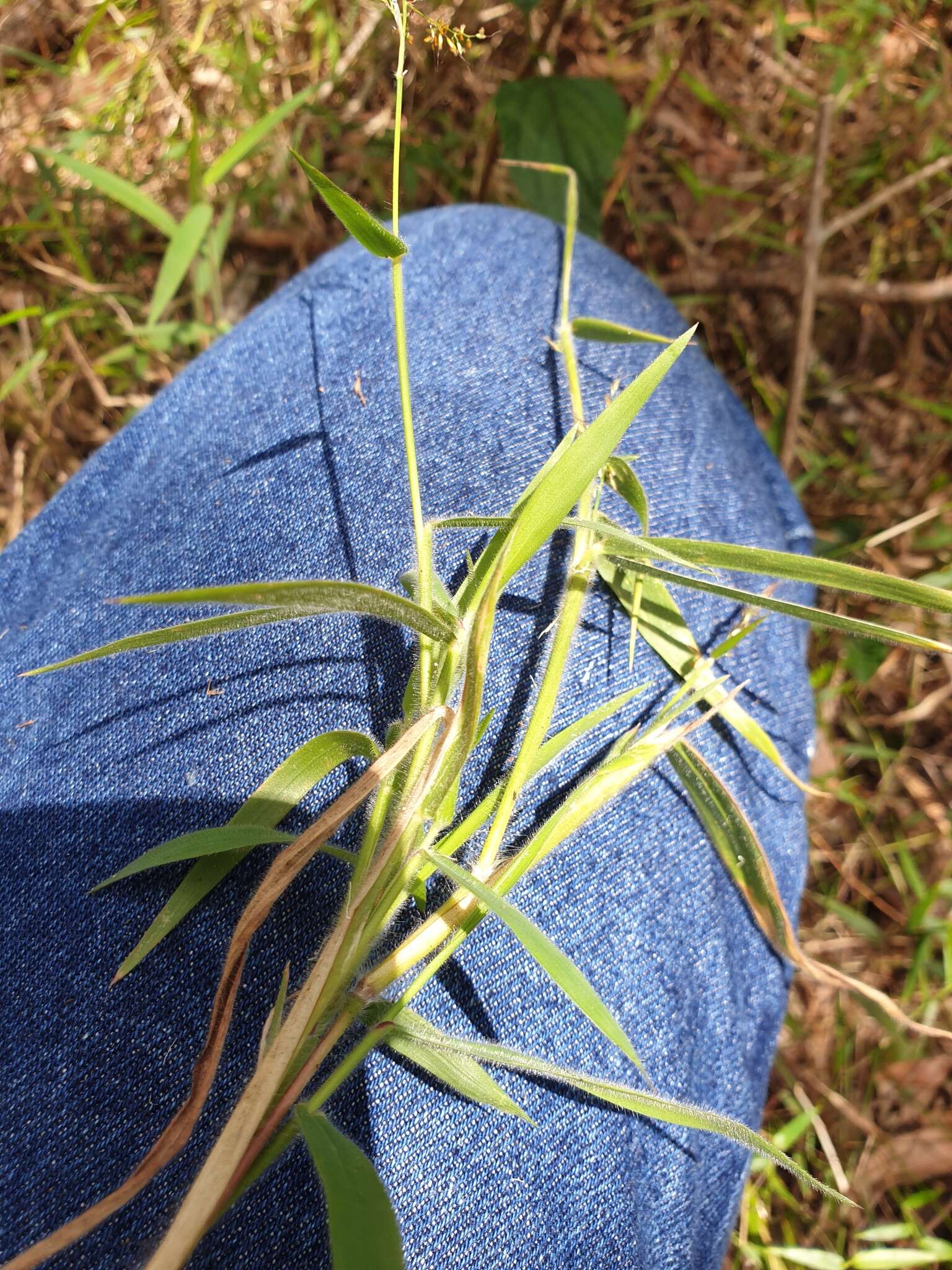 Image of molasses grass