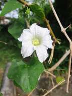 Image of ivy gourd