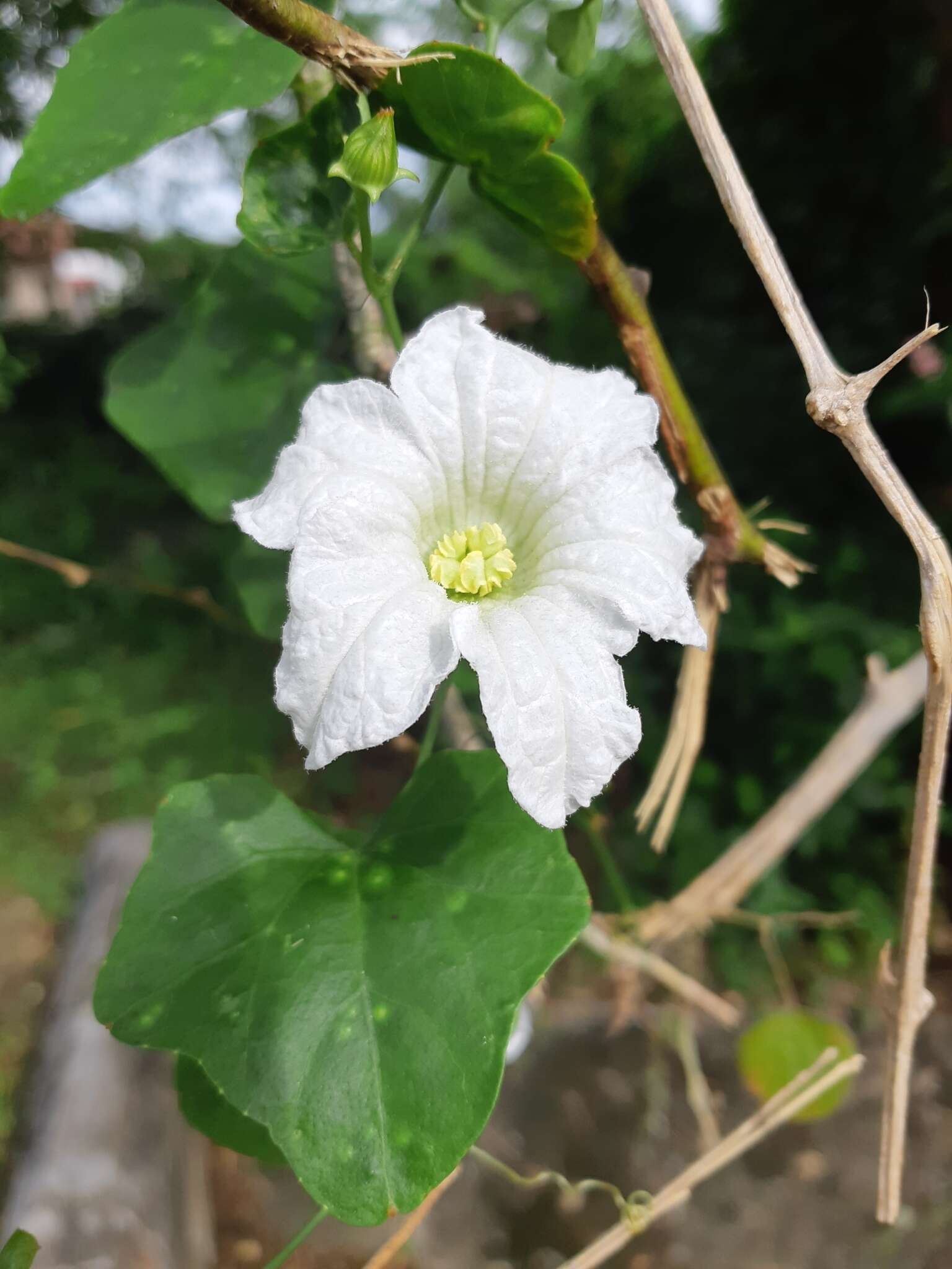 Image of ivy gourd