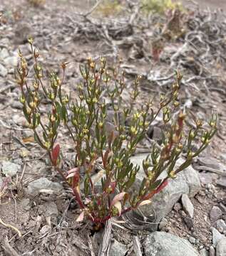 Image of salty buckwheat