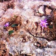 Image of Colchicum filifolium (Cambess.) Stef.