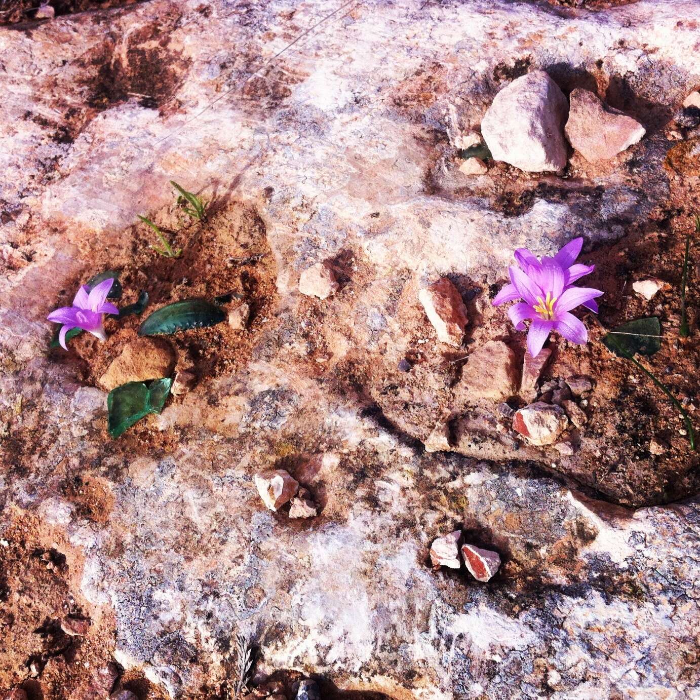 Image of Colchicum filifolium (Cambess.) Stef.