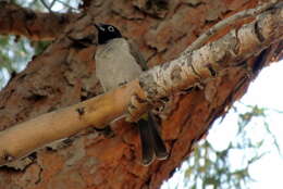 Image of White-eyed Bulbul