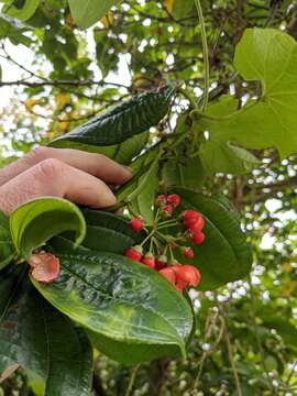 Image of Axinaea costaricensis Cogn.