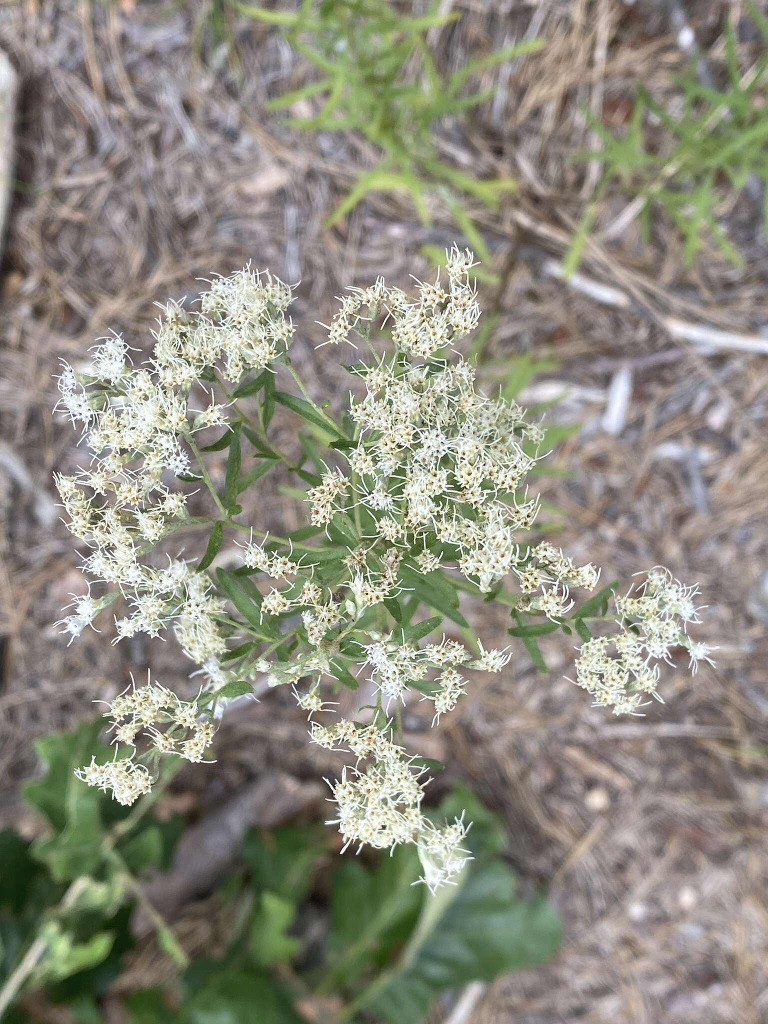 Image of <i>Eupatorium <i>hyssopifolium</i></i> var. hyssopifolium