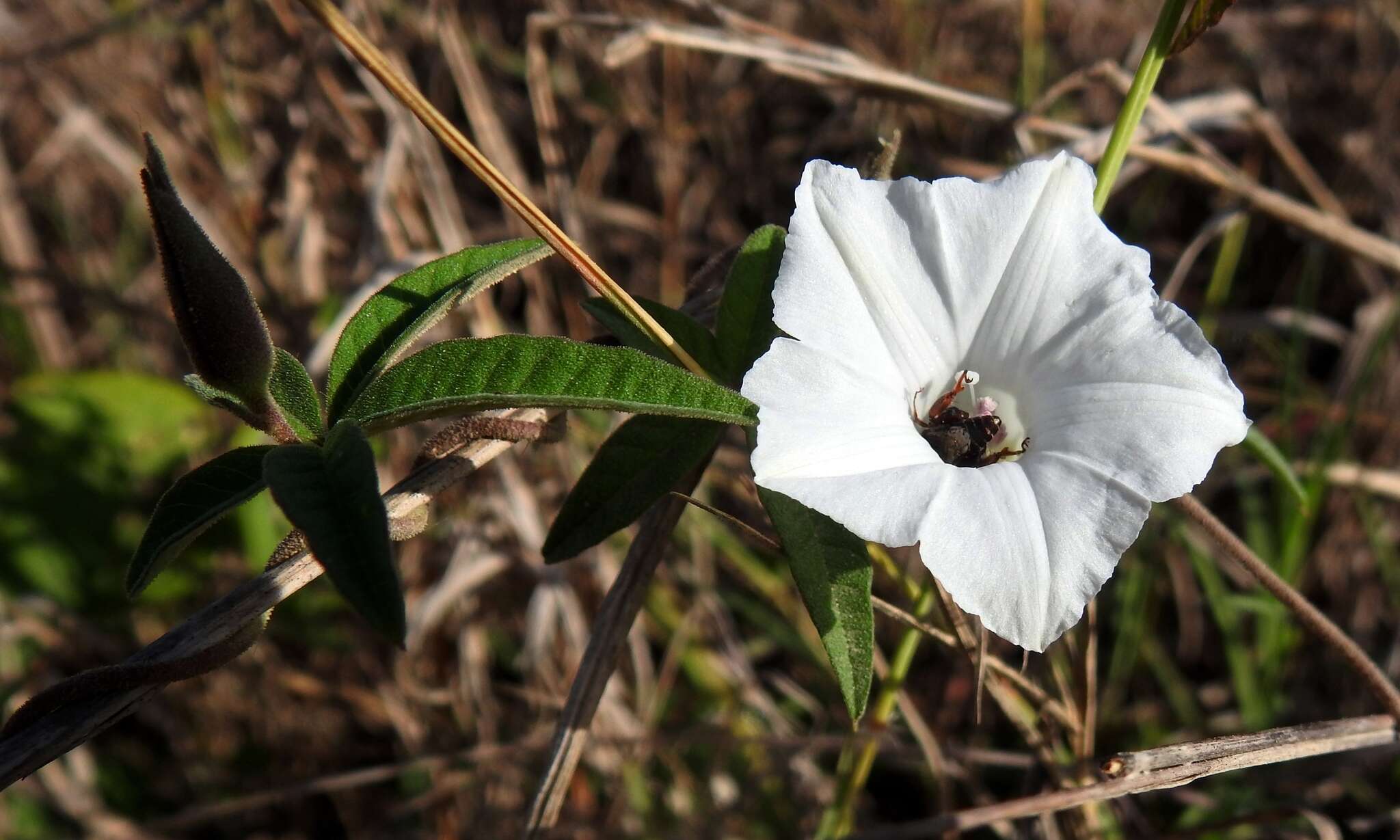 Image of roadside woodrose