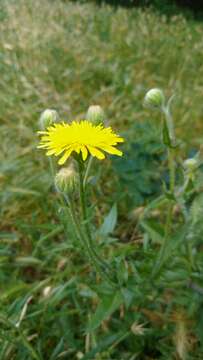 Imagem de Crepis foetida L.