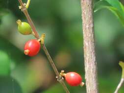 Image of Tricalysia delagoensis Schinz