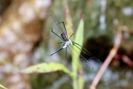 Image of Nesobasis angulicollis Tillyard 1924