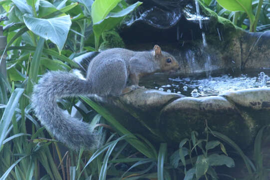 Image of Sciurus subgen. Sciurus Linnaeus 1758