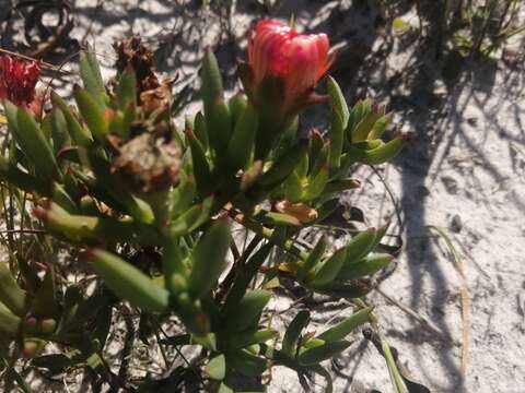 Image of Lampranthus glaucoides (Haw.) N. E. Br.