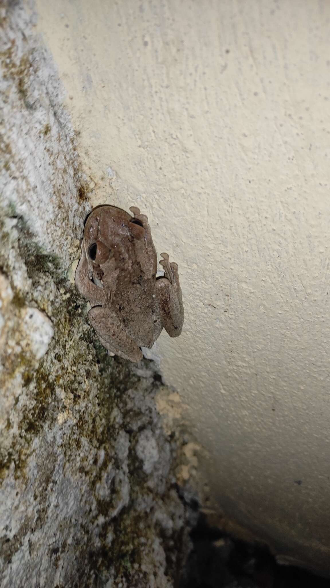 Image of Hispaniolan Common Treefrog