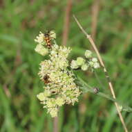 صورة Typocerus octonotatus (Haldeman 1847)