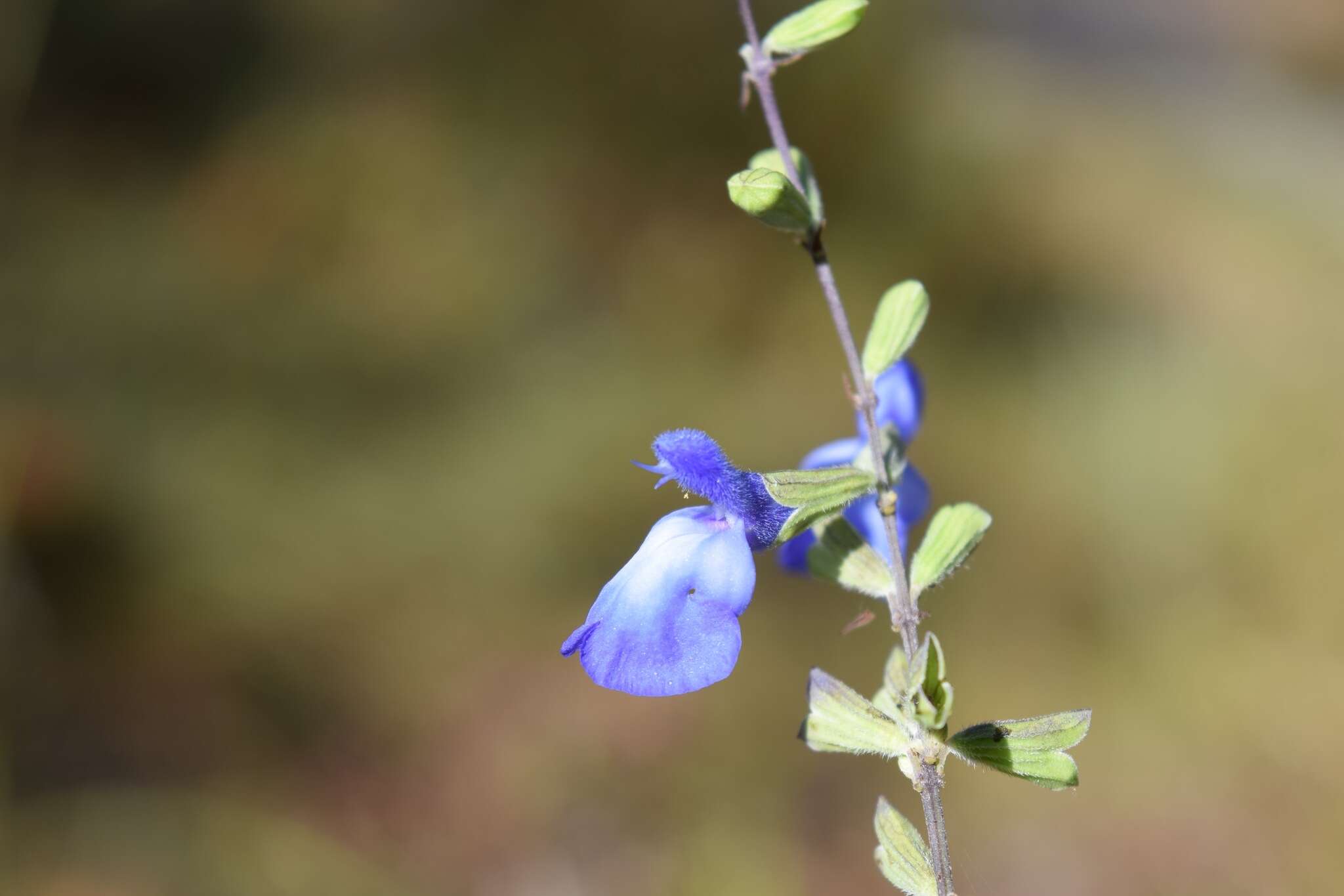 Image of <i>Salvia <i>azurea</i></i> subsp. azurea