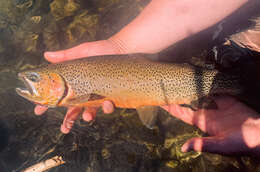 Image of Oncorhynchus clarkii lewisi (Girard 1856)