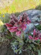 Imagem de Pedicularis cystopteridifolia Rydb.