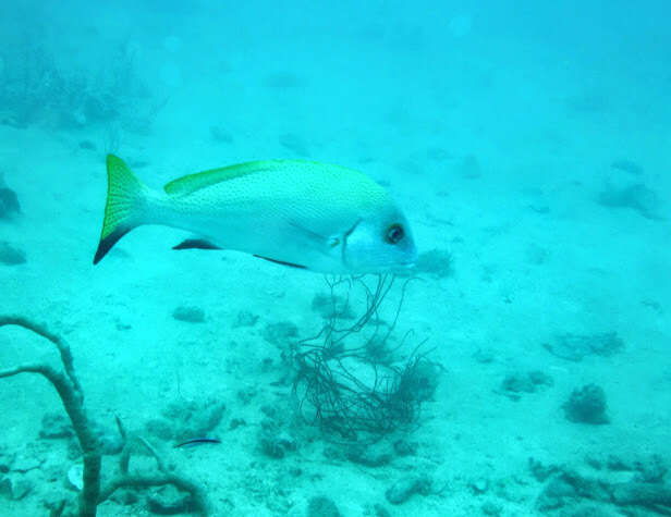 Image of Black-foot sweetlips