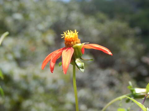 Image of red dahlia