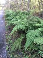 Image of swordfern