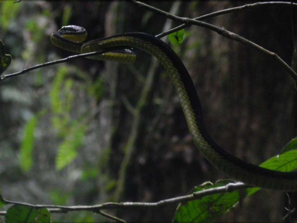 Image of Dendroaspis jamesoni jamesoni (Traill ex Schlegel 1843)