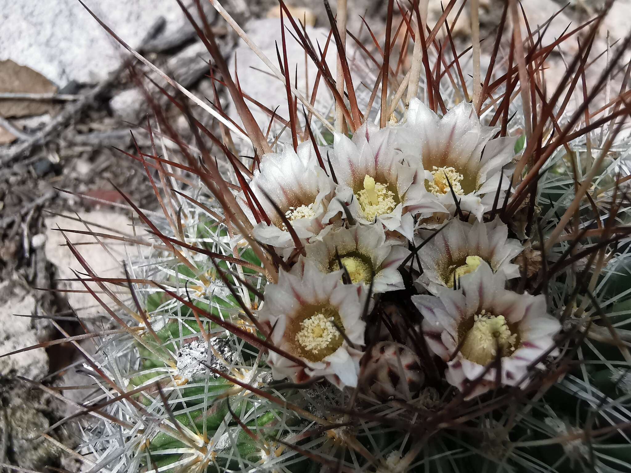 Image of Echinofossulocactus spinosus (Wegener) P. V. Heath