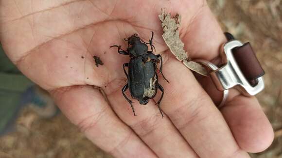 Слика од Calosoma (Campalita) maderae (Fabricius 1775)