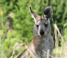 Macropus subgen. Osphranter Gould 1842的圖片