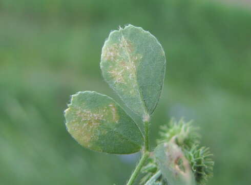 Peronospora romanica resmi