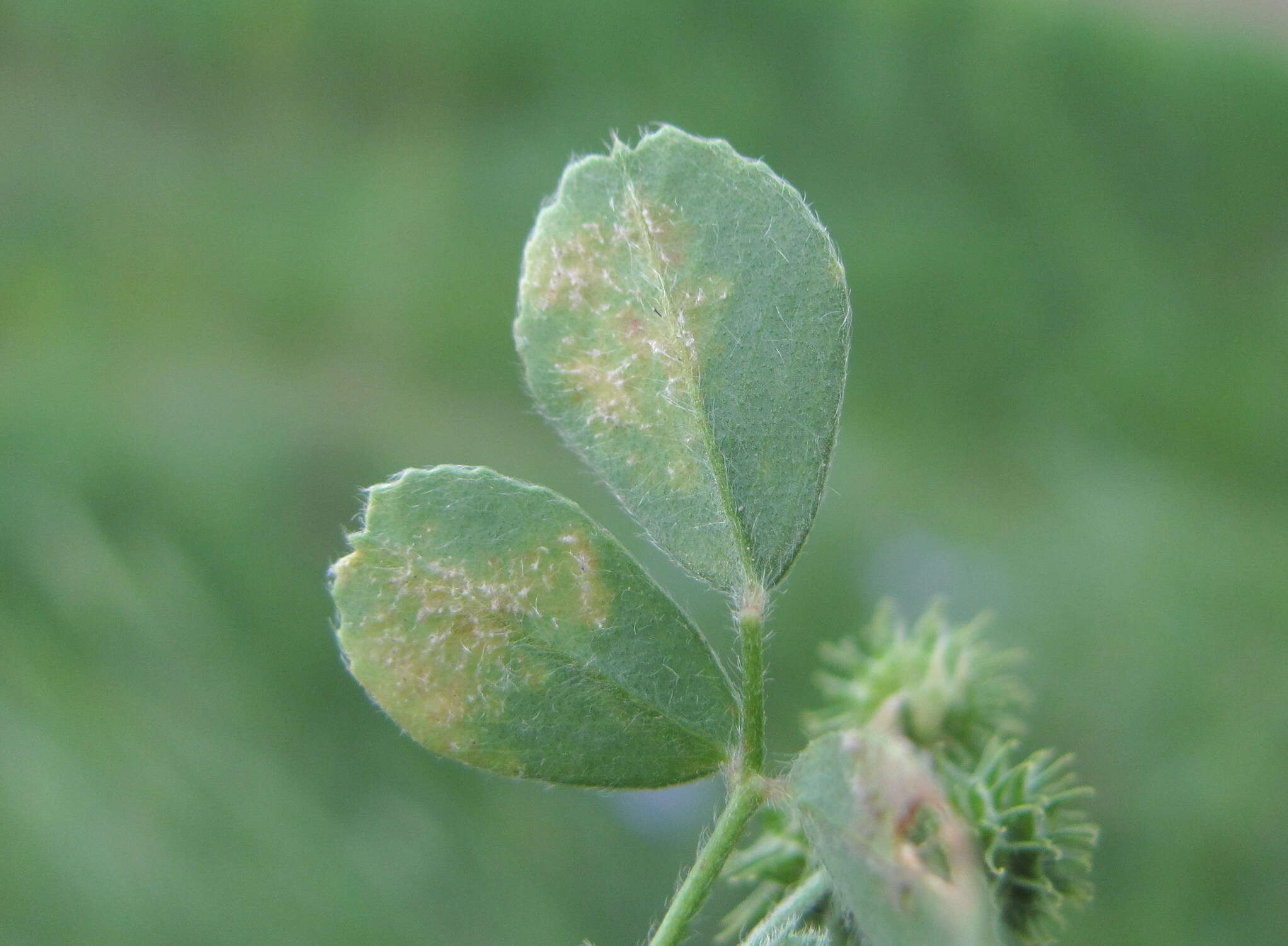 Peronospora romanica resmi